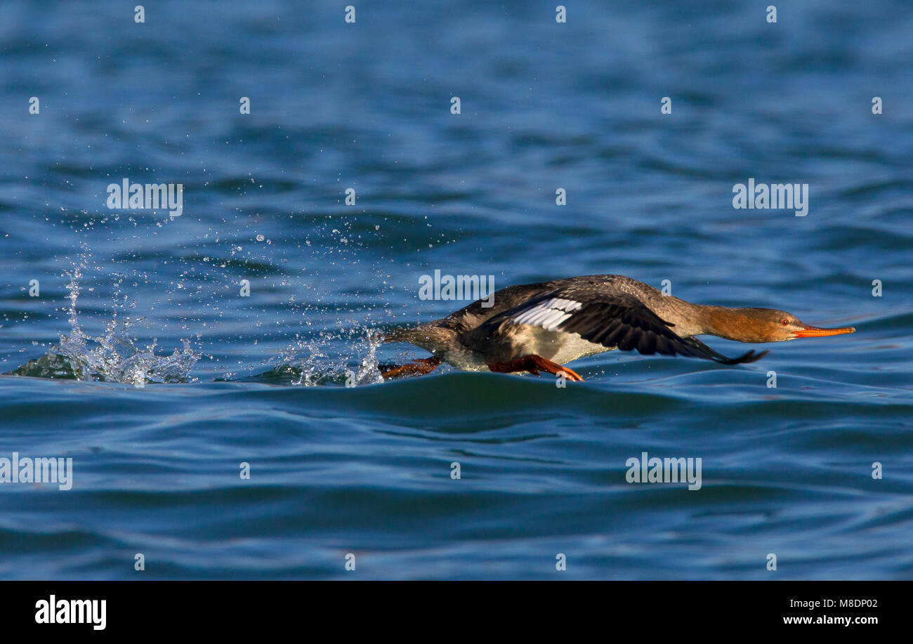 Vrouwtje Middelste Zaagbek in Vlucht, Weiblich Red-breasted Merganser im Flug Stockfoto