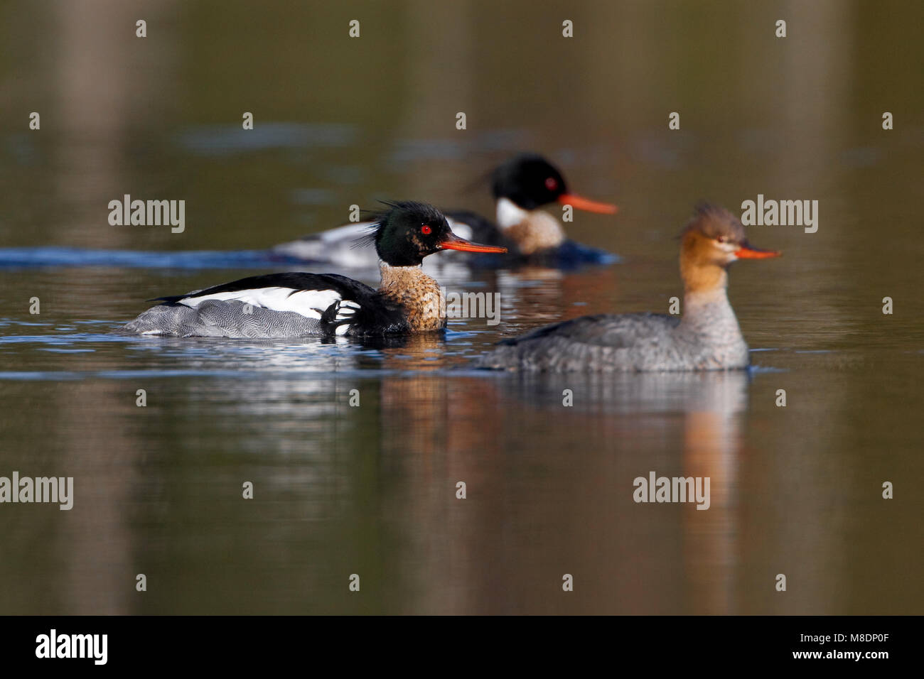 Paartje Middelste Zaagbekken; Paar Red-breasted Mergansers Stockfoto