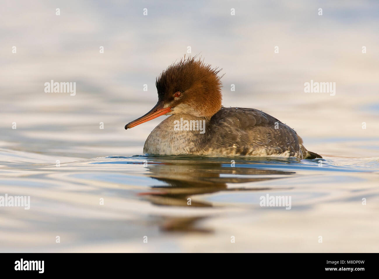 Middelste Zaagbek zwemmend vrouwtje; Red-breasted Merganser weiblichen Schwimmen Stockfoto