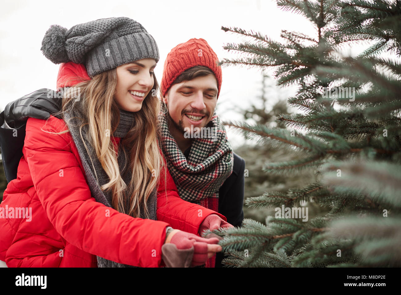 Junges Paar suchen an der Kiefer, die Nadeln beim Einkaufen für Weihnachtsbaum aus Wald Stockfoto