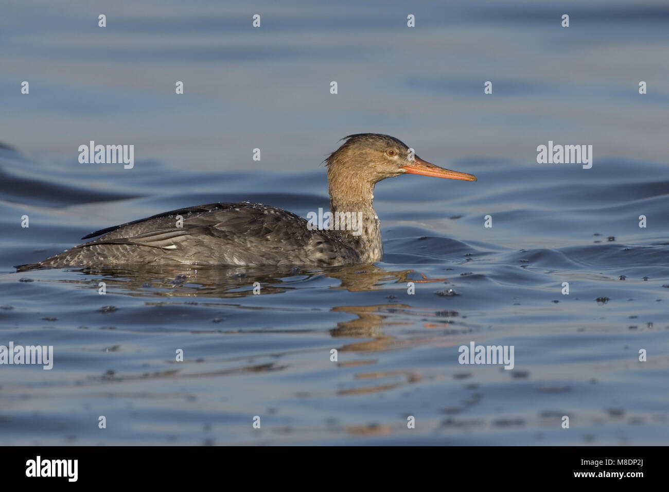 Red-breasted Merganser weiblichen Schwimmen, Middelste Zaagbek zwemmend vrouwtje Stockfoto