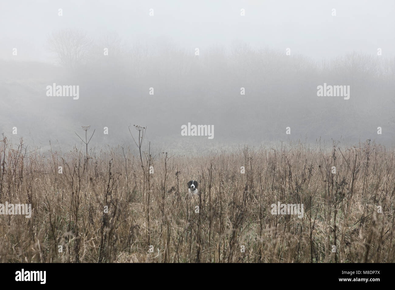 Portrait von Hund in misty Feld, Houghton-le-Feder, Sunderland, Großbritannien Stockfoto