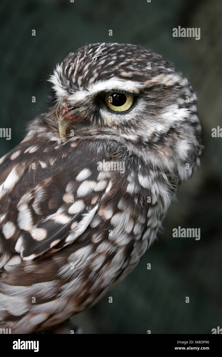 Steinkauz Athene noctua Stockfoto