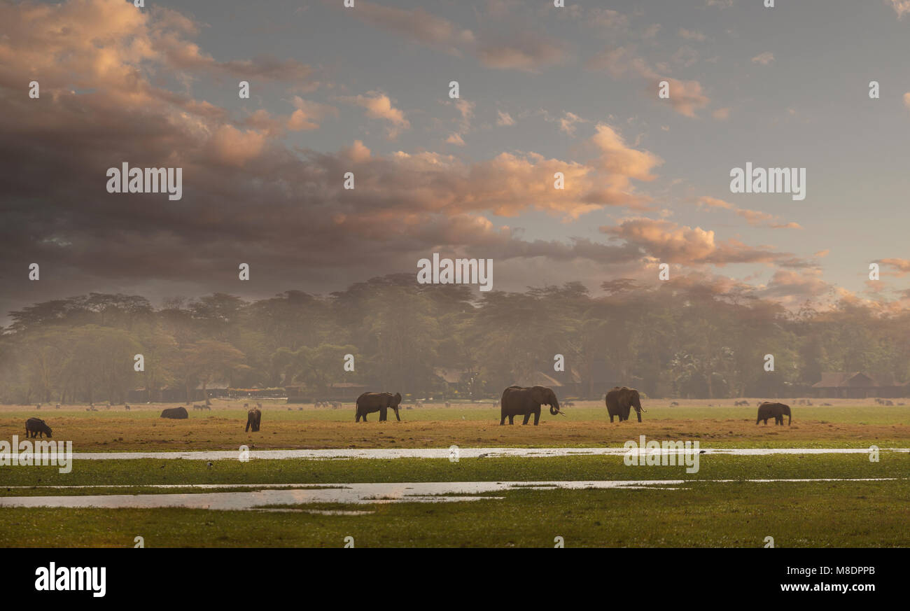 Herde von Elefanten im Amboseli Nationalpark, Amboseli, Rift Valley Kenia Stockfoto