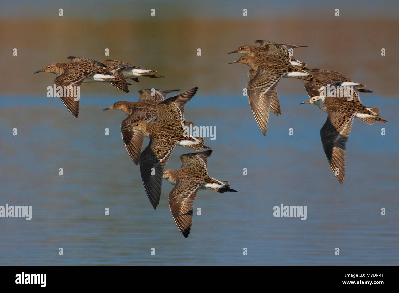 Groepje Kemphanen in de Vlucht; Herde von Ruff im Flug Stockfoto