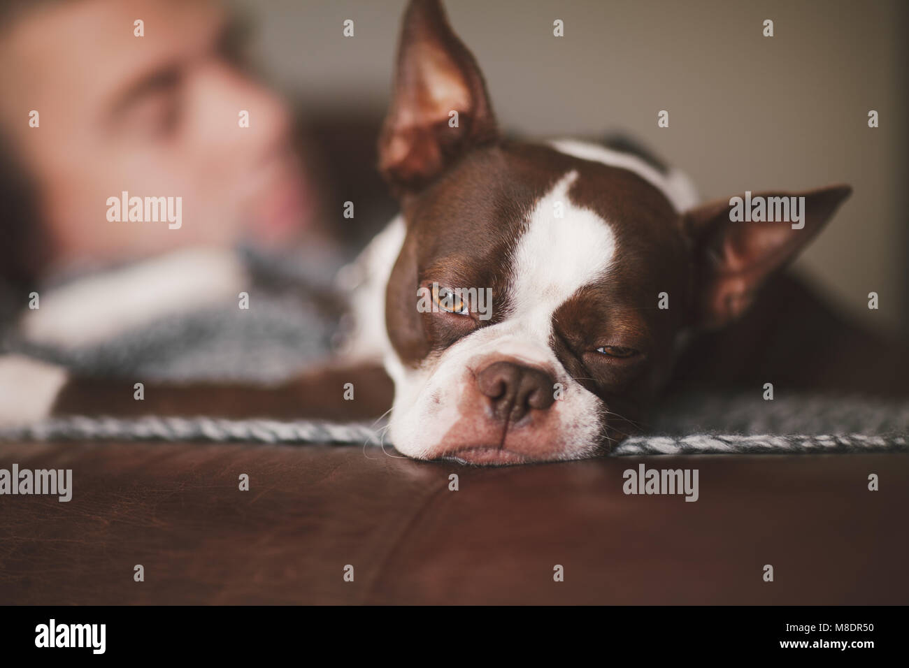 Sleepy Boston Terrier und man ruht auf einem Sessel Stockfoto