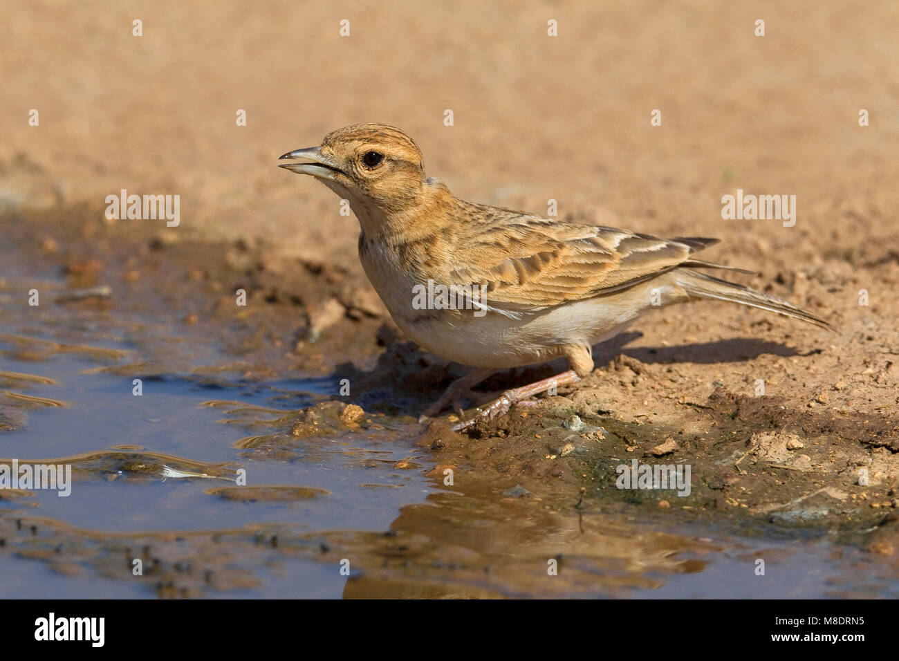 Kortteenleeuwerik drinkend; Short-toed Lerche trinken Stockfoto