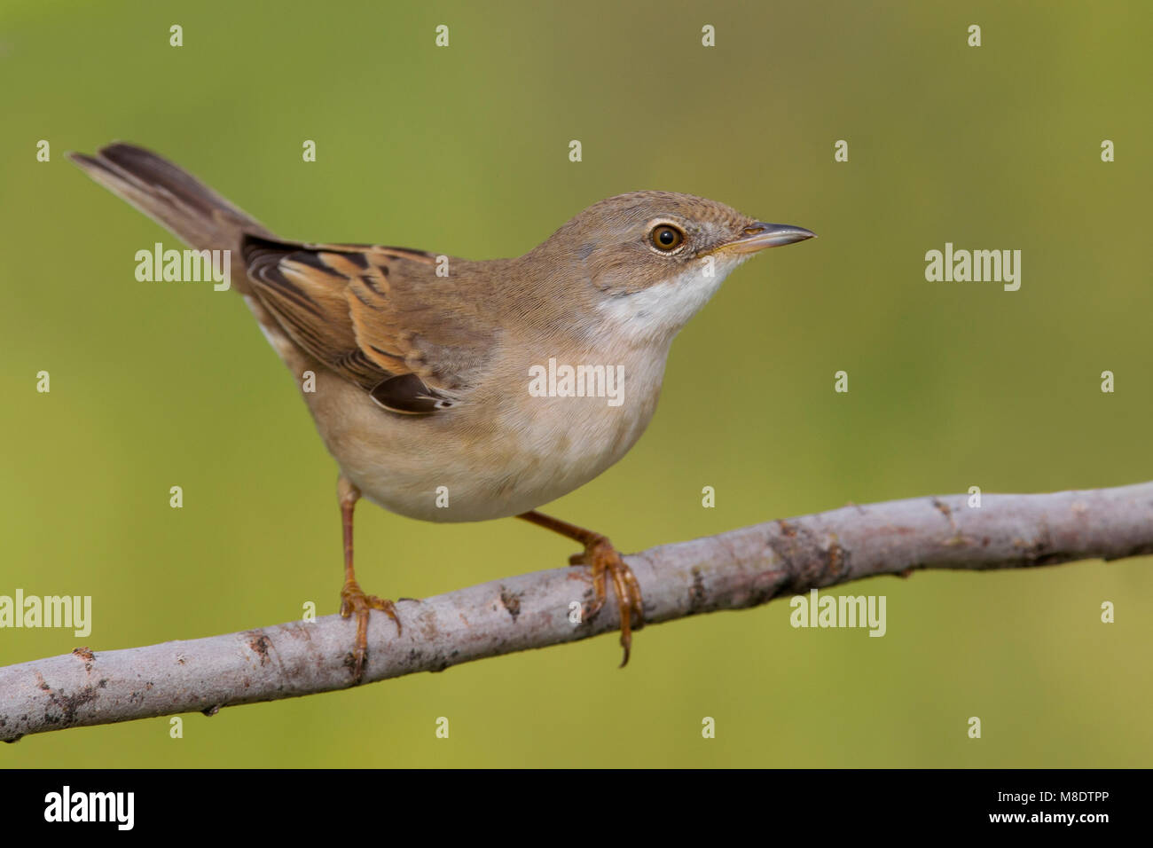 Grasmus zittend op Tak; Common Whitethroat thront auf einem Zweig Stockfoto