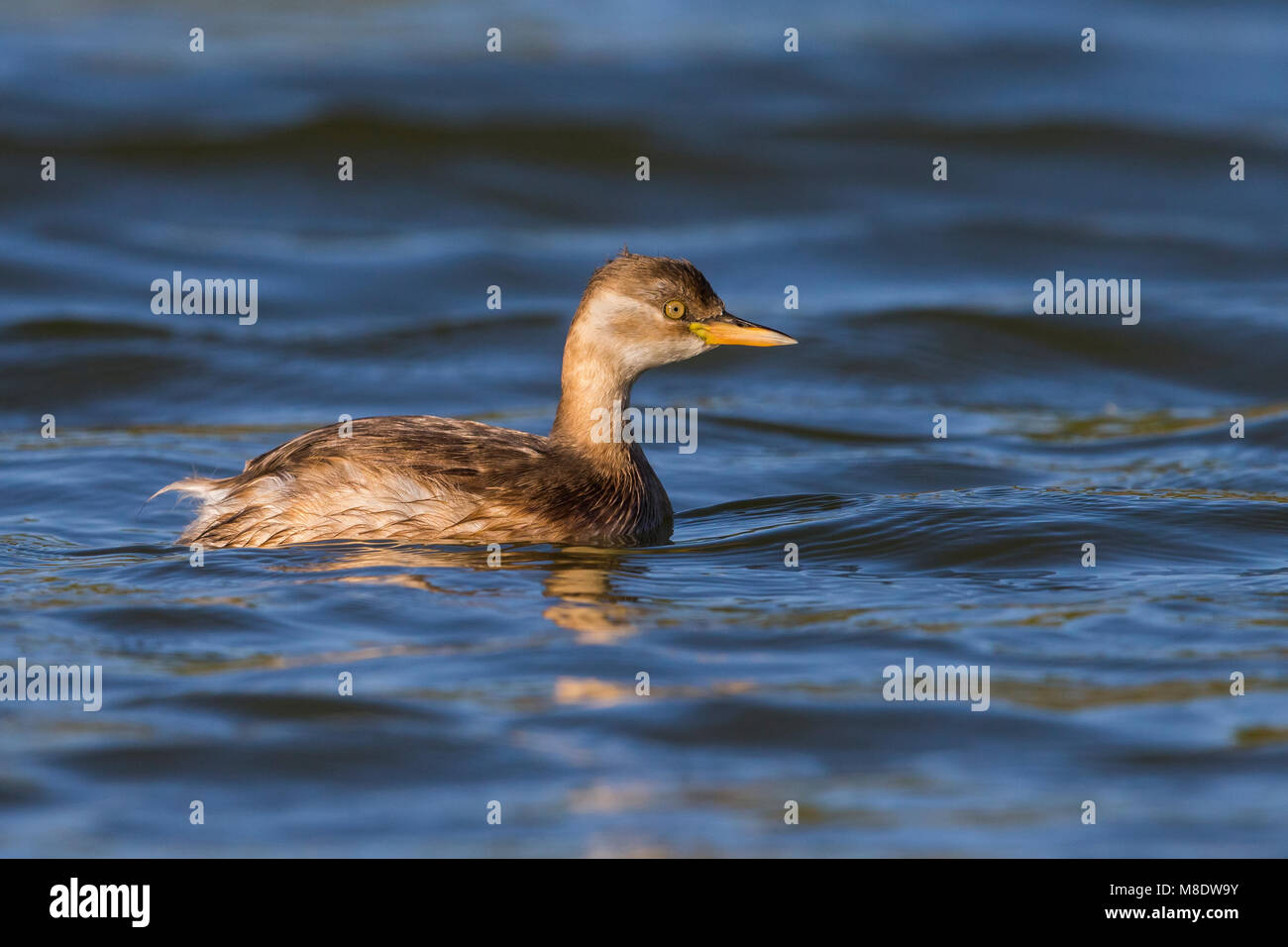 Dodaars; Zwergtaucher Tachybaptus ruficollis poggei; Stockfoto