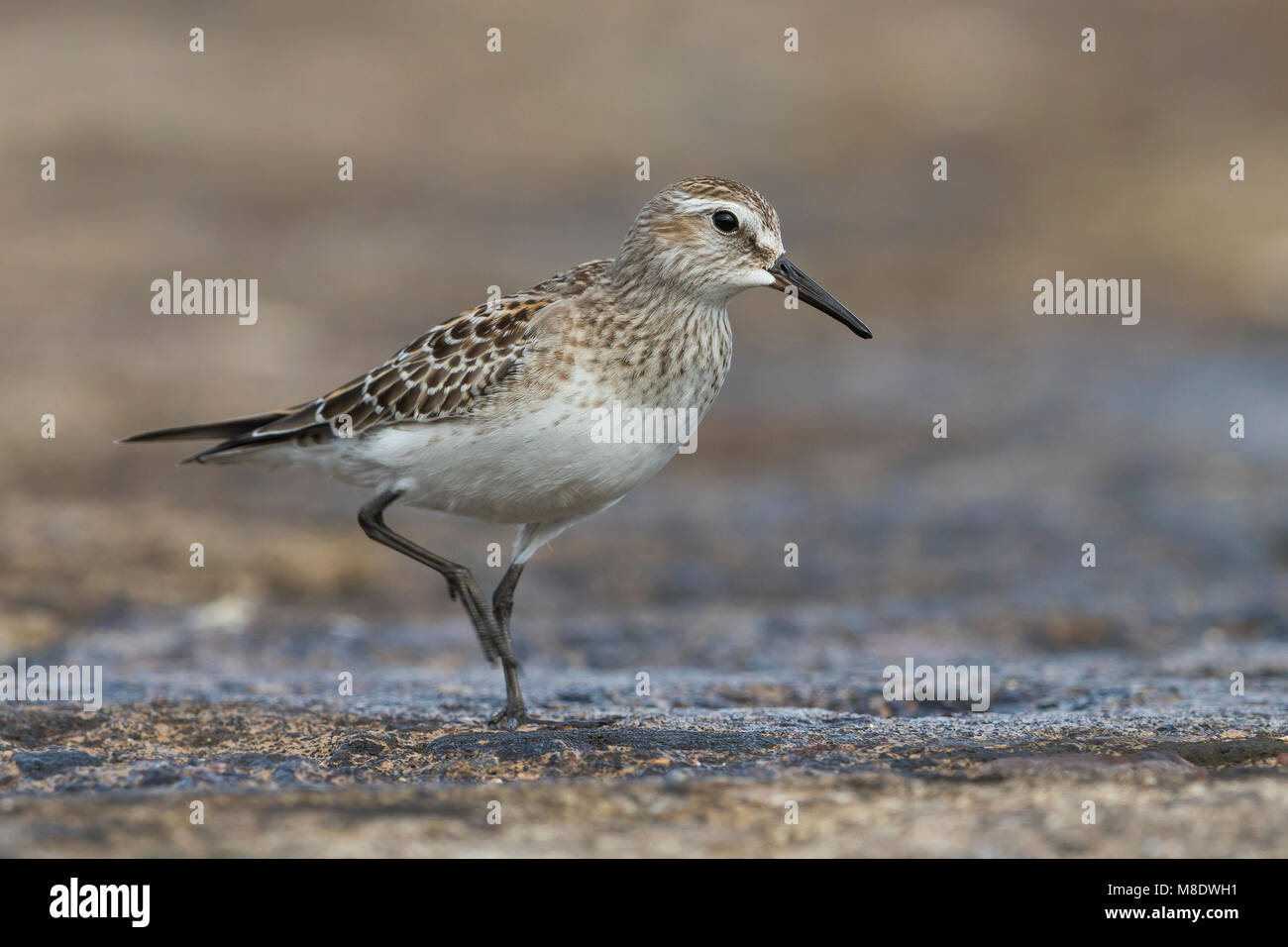 Bonapartes Strandloper; White-rumped Sandpiper Stockfoto
