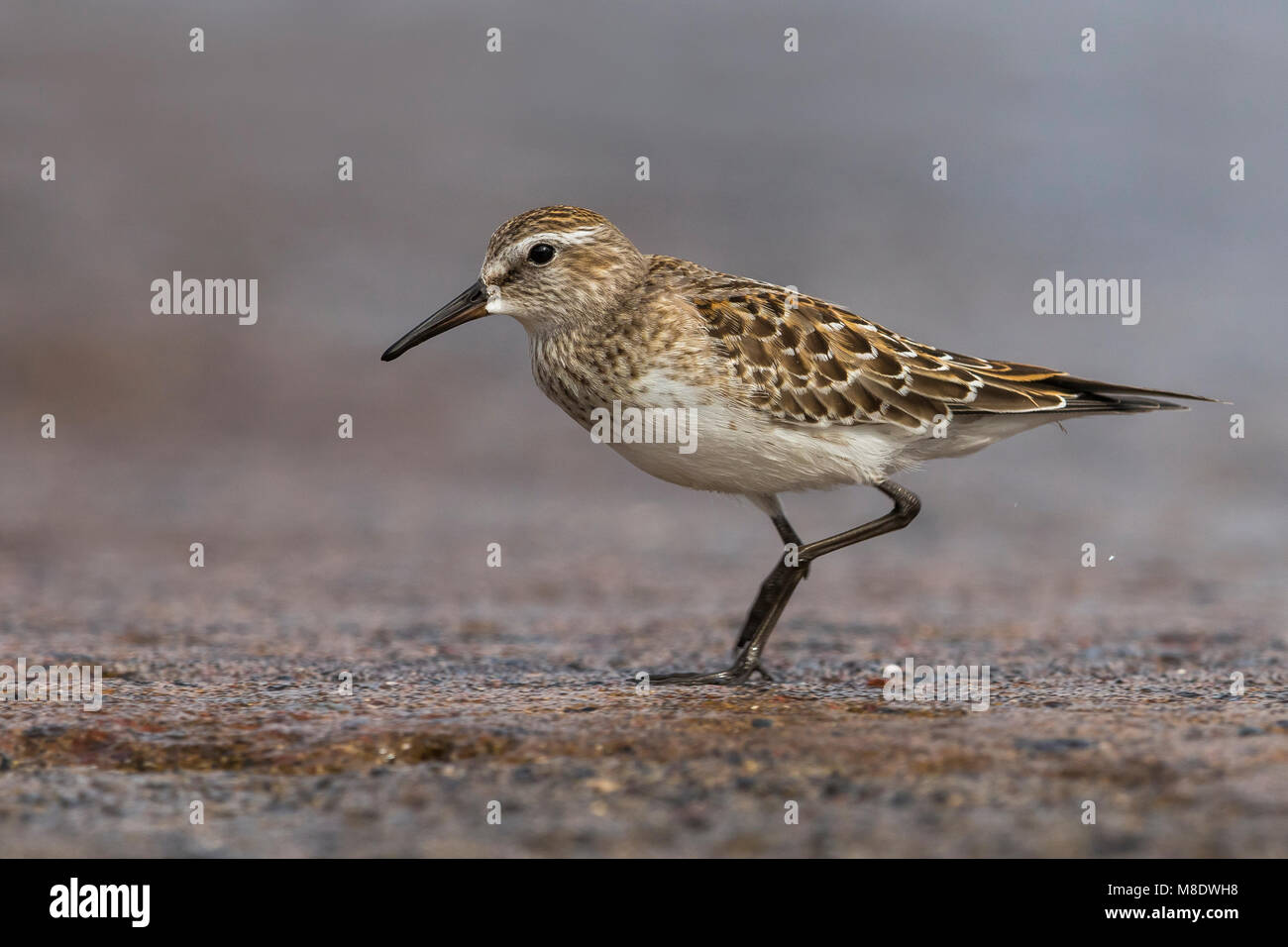Bonapartes Strandloper; White-rumped Sandpiper Stockfoto