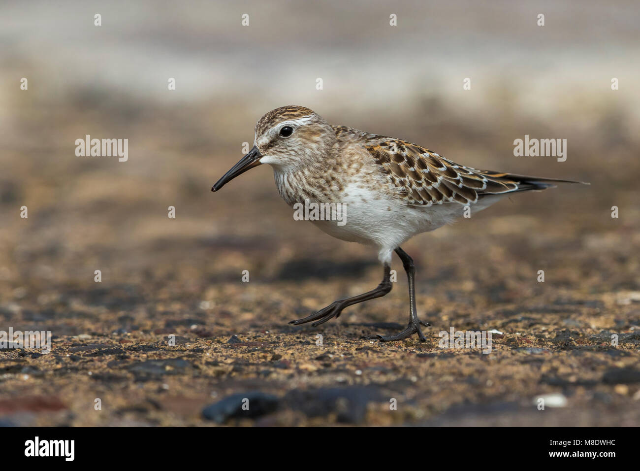 Bonapartes Strandloper; White-rumped Sandpiper Stockfoto