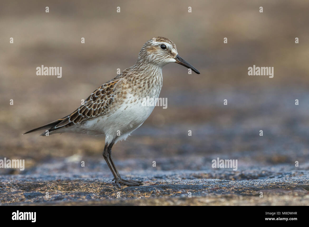 Bonapartes Strandloper; White-rumped Sandpiper Stockfoto
