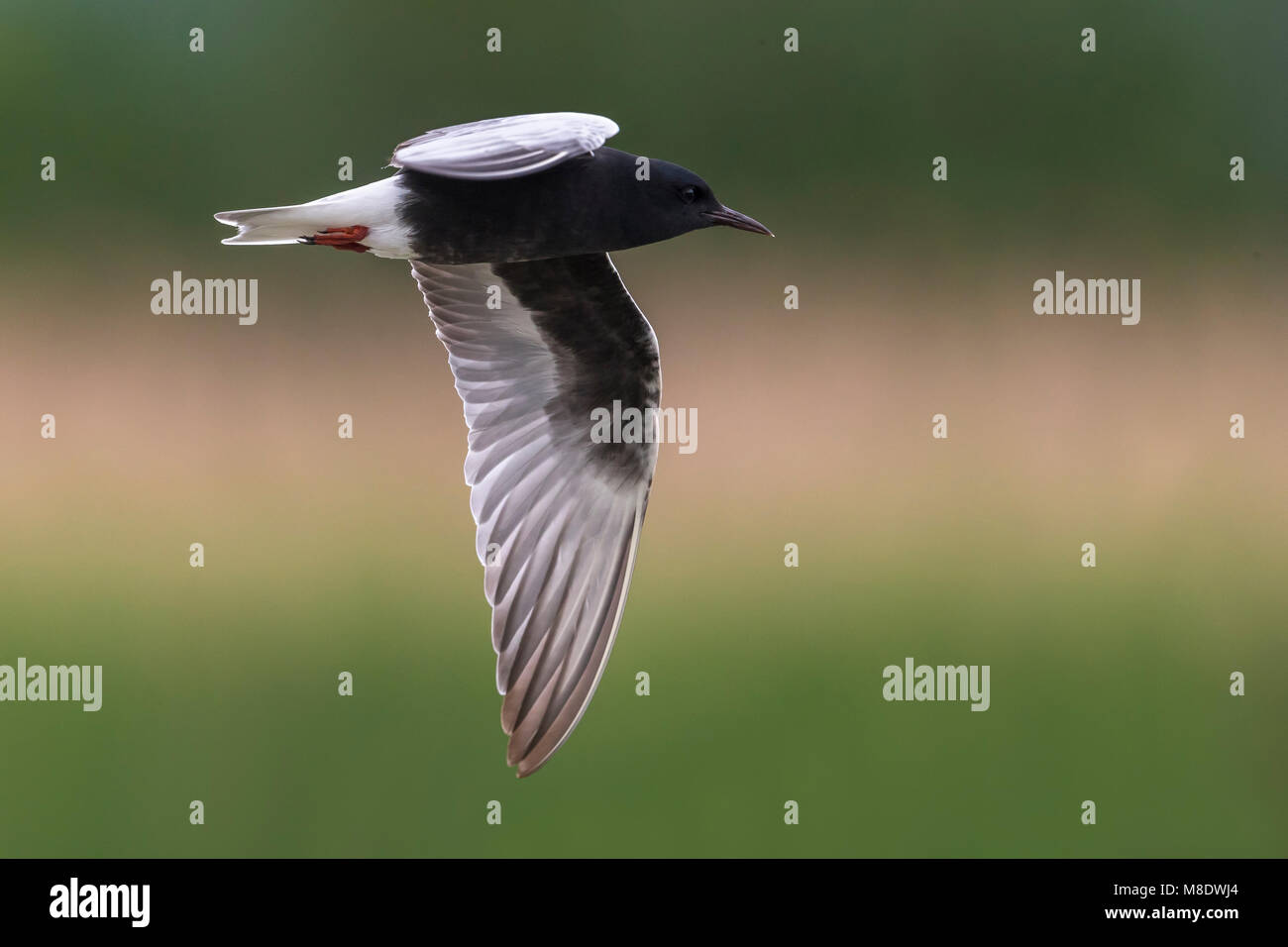 Adulte Witvleugelstern in Vlucht; White-winged Tern nach im Flug Stockfoto