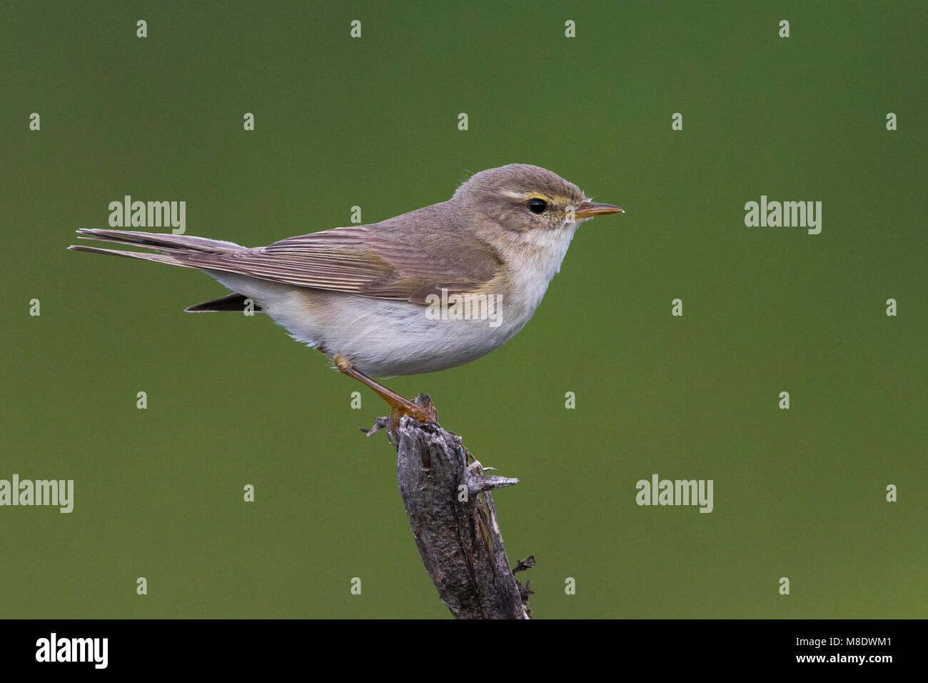 ; Fitis Fitis, Phylloscopus trochilus ssp acredula Stockfoto