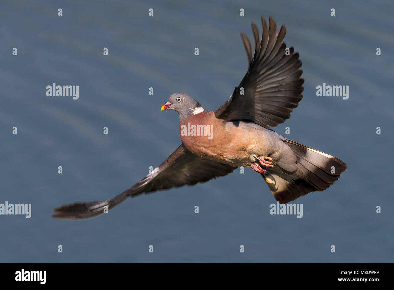 In Houtduif vlucht; Gemeinsame Holz Taube im Flug Stockfoto