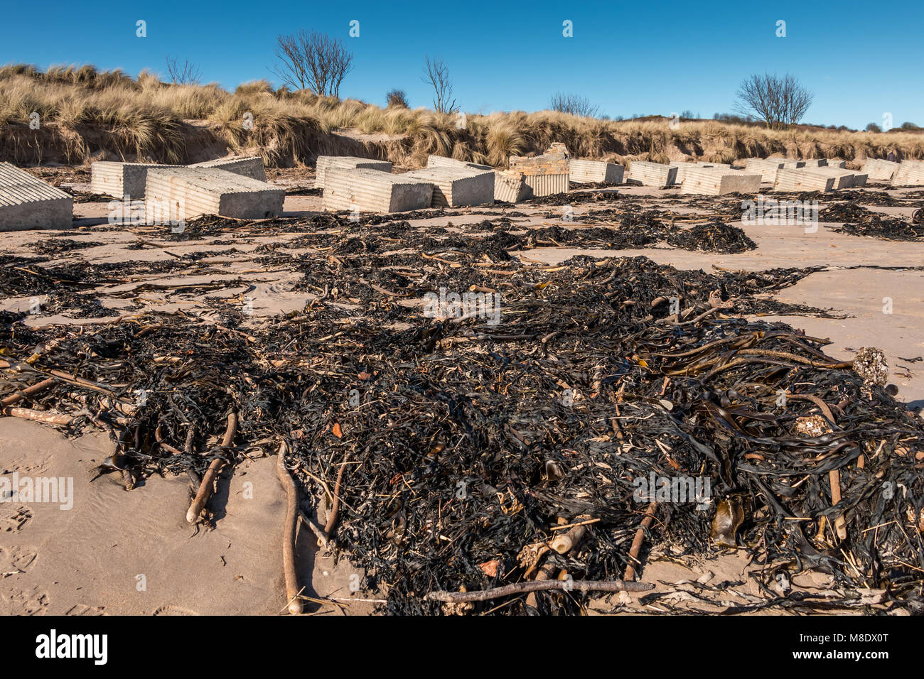 Algen und WWII Meer Verteidigung auf Alnmouth Strand, Northumberland Küste AONB, Großbritannien Stockfoto