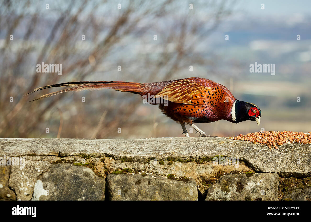 Eine gemeinsame Fasan Federpicken bei Muttern auf eine Steinmauer mit einem Baum und Landschaft Hintergrund Alle Rechte vorbehalten Stockfoto