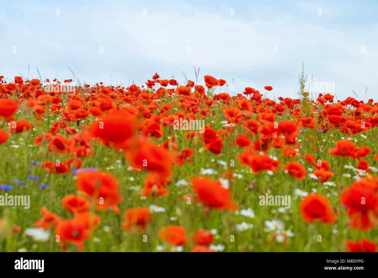 Erstaunlich blühenden Mohn Stockfoto
