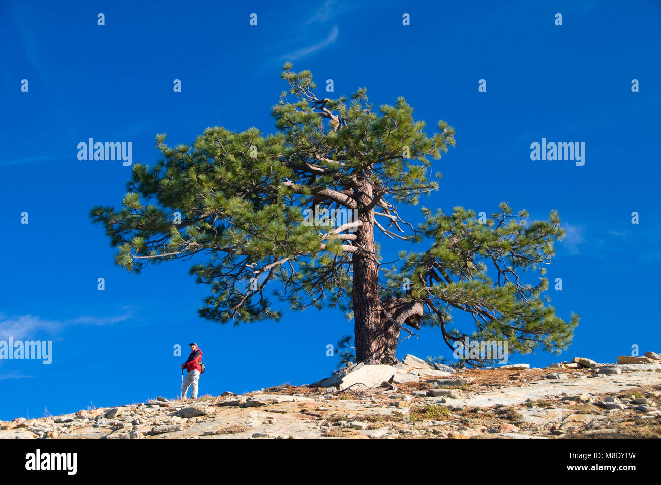 Jeffrey Pine (Pinus jeffreyi) in Fresno Dome, Sierra Vista National Scenic Byway, Sierra National Forest, Kalifornien Stockfoto
