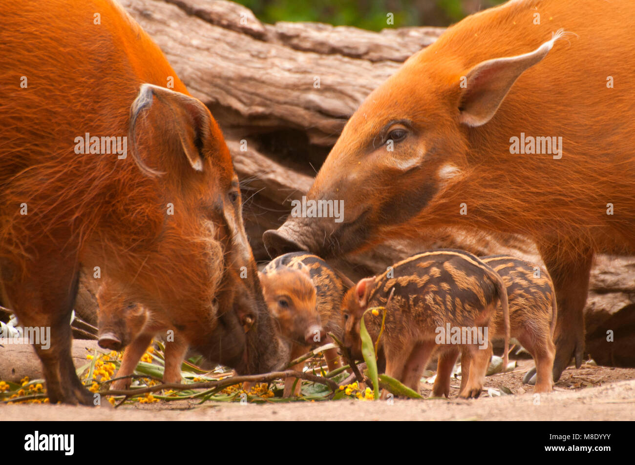 Red River hog (Potamochoerus Porcus), San Diego Zoo Safari Park, San Diego County, Kalifornien Stockfoto