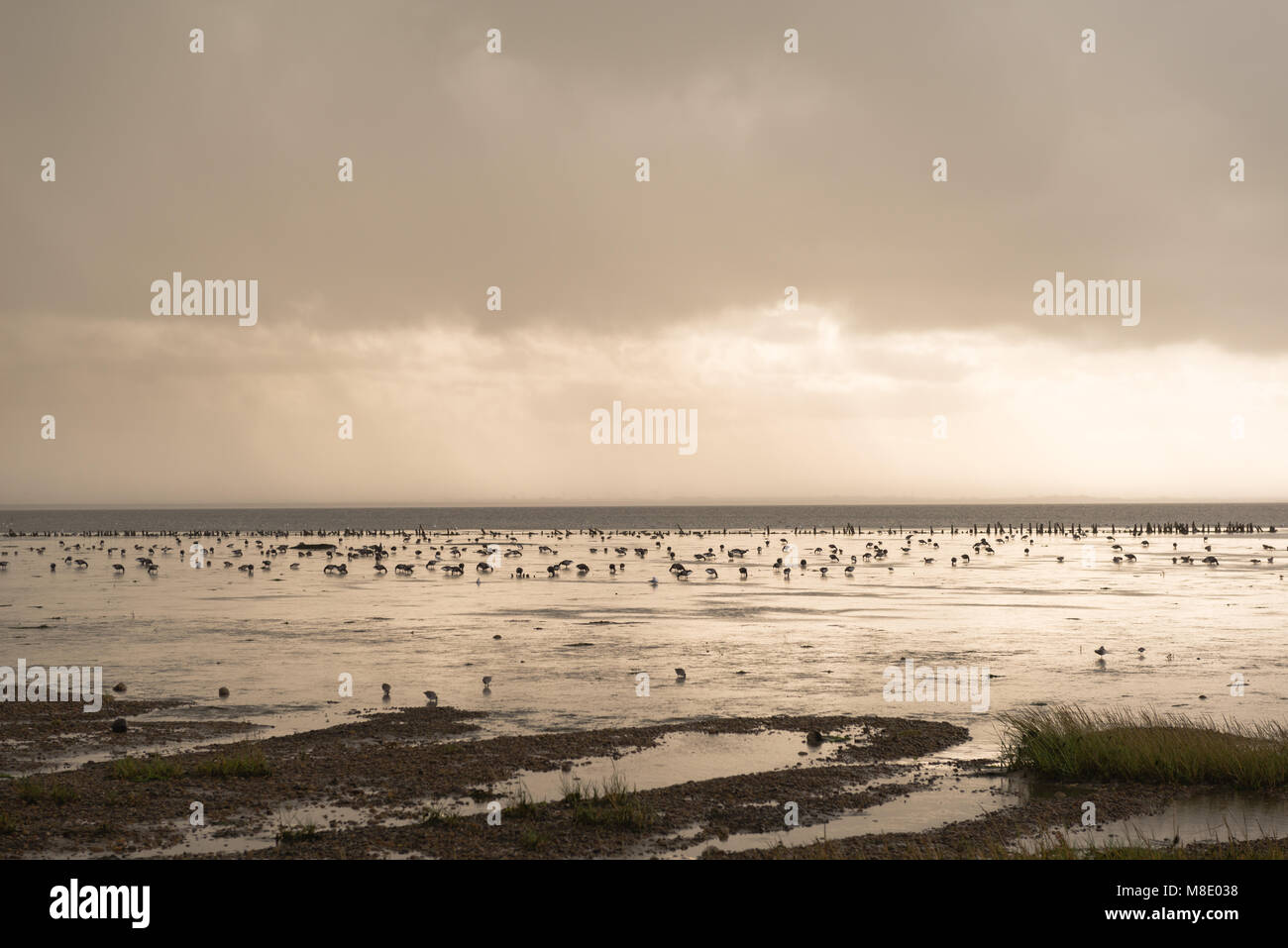 Scharen von Vögeln, die in der Nordsee bei Ebbe, Nordsee Insel Mandø, UNESCO Weltnaturerbe, Ribe, Jütland, Dänemark Stockfoto