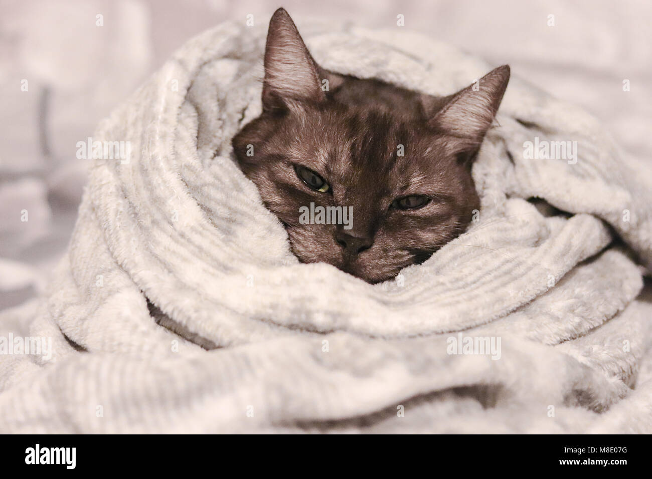 Zum Aufwärmen an kalten Tagen. Grau niedlich abgestreift Katze in eine weiche warme Decke eingewickelt. Stockfoto