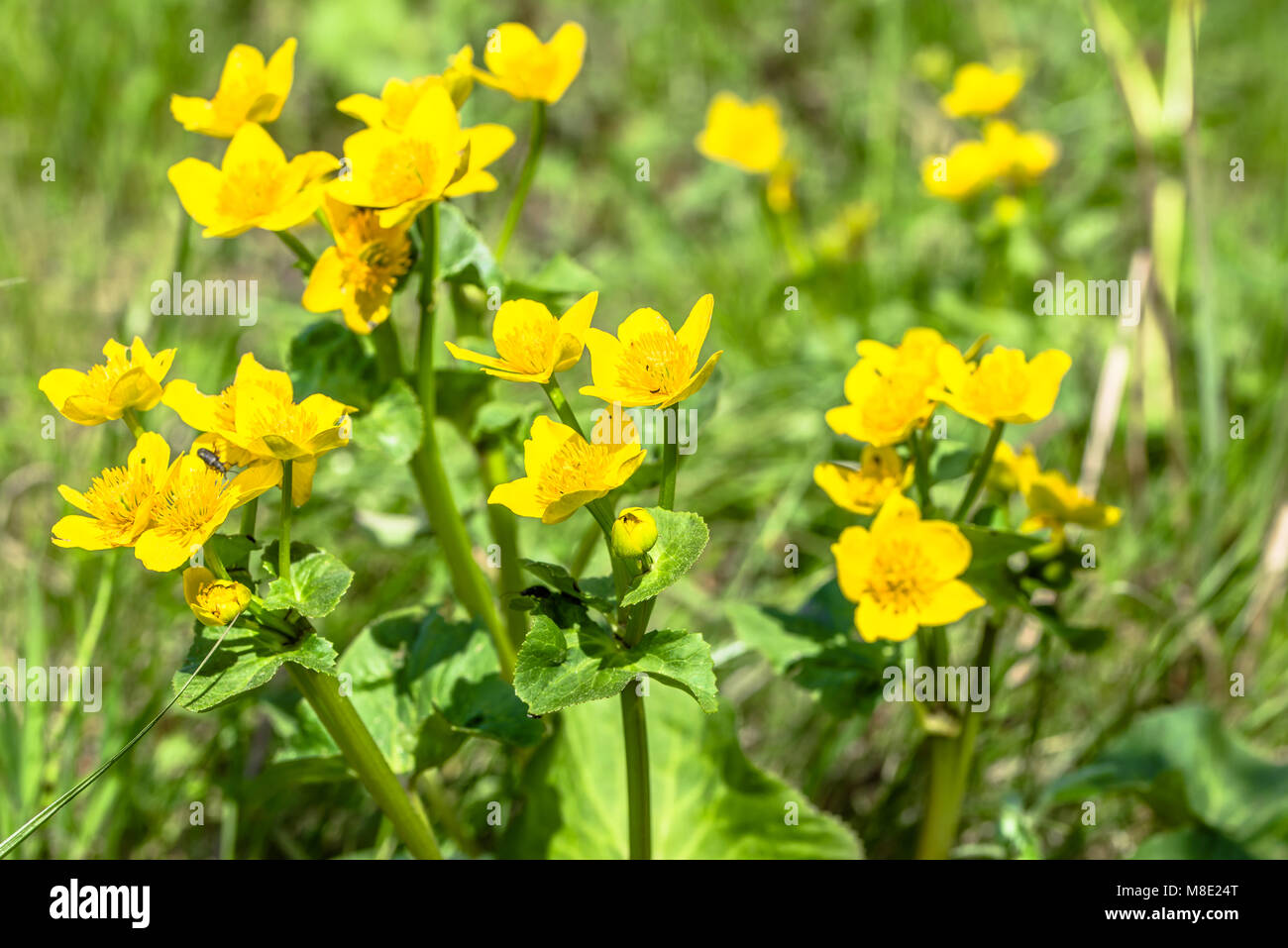 Gelbe Blumen auf Frühlingswiese, Marsh Ringelblumen blühen auf Feuchtgebiete Stockfoto