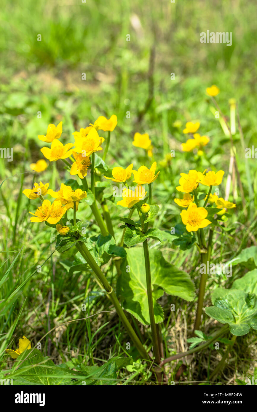 Gelbe Blumen auf Frühlingswiese, Marsh Ringelblumen blühen auf Feuchtgebiete Stockfoto