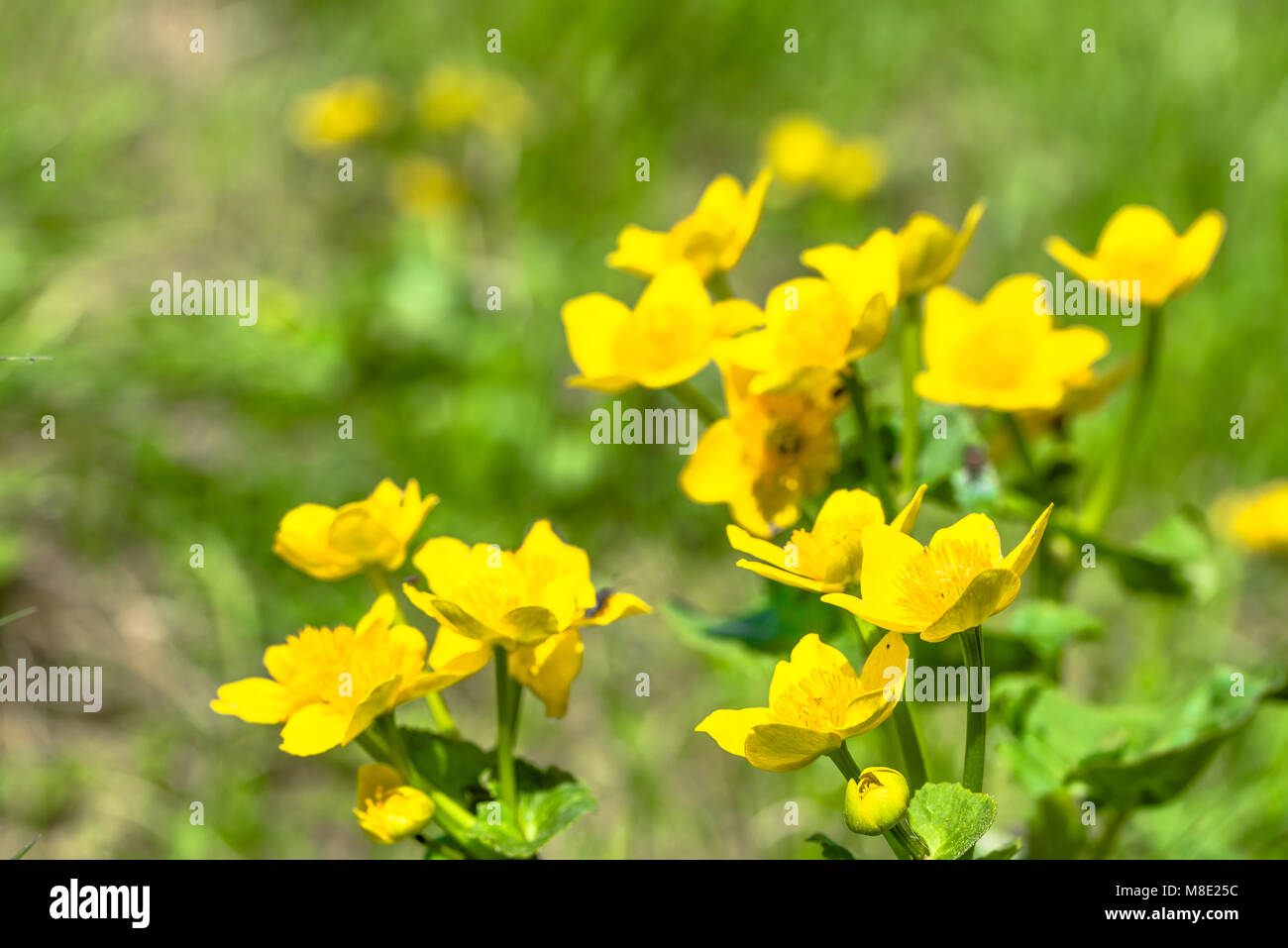 Gelbe Blumen auf Frühlingswiese, Marsh Ringelblumen blühen auf Feuchtgebiete Stockfoto