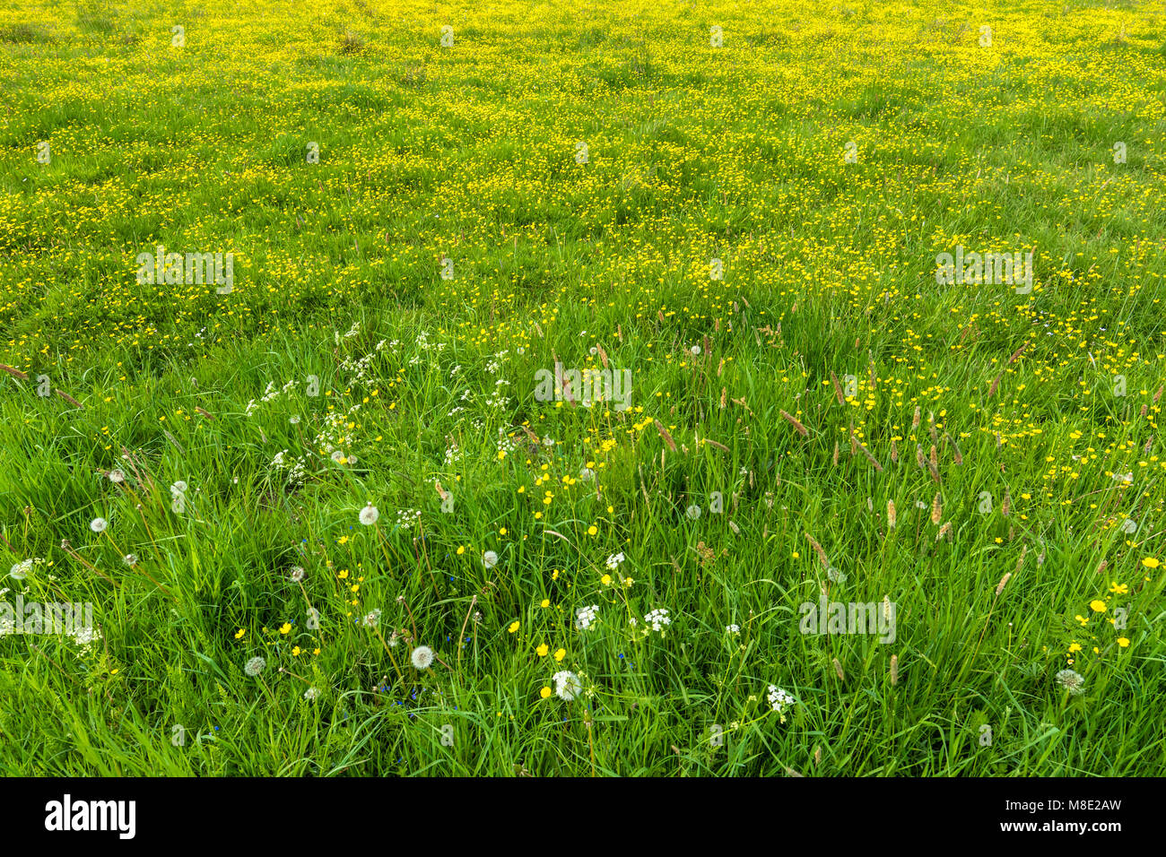 Gras Textur Stockfotos Und Bilder Kaufen Alamy
