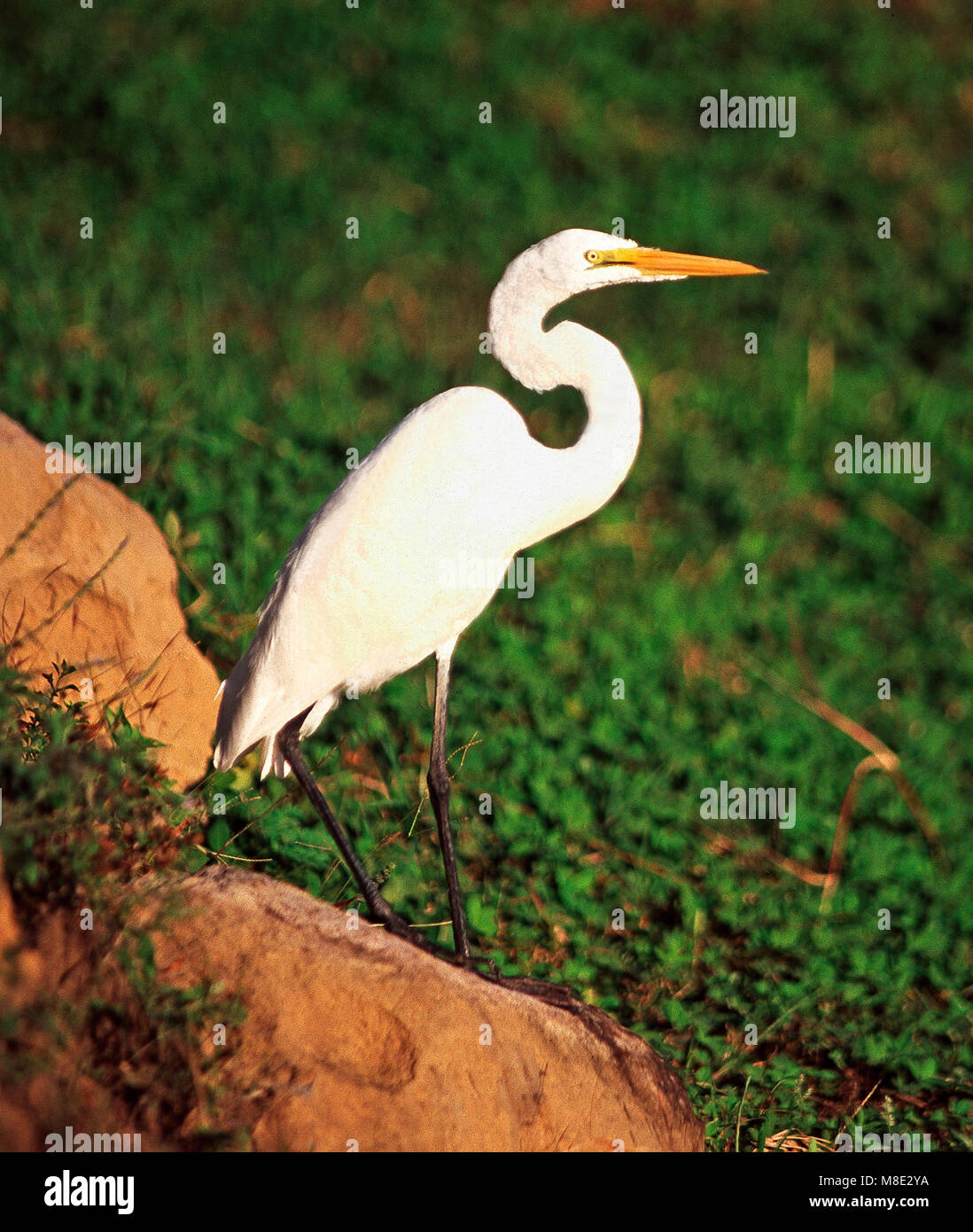 Silberreiher, Costa Rica Stockfoto