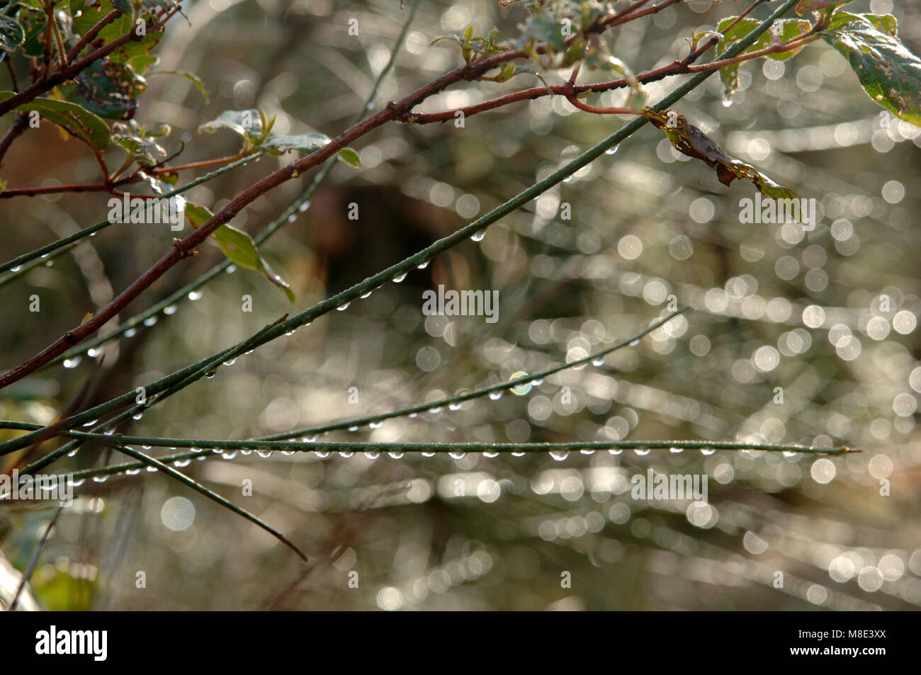 Regentropfen auf Winter Besen. Stockfoto