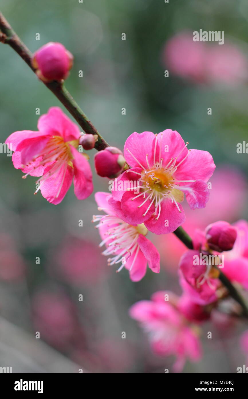 Prunus japanische Aprikose 'Beni-Chidori 'Japanische Aprikose Baum, Blüte im Februar, Großbritannien Stockfoto