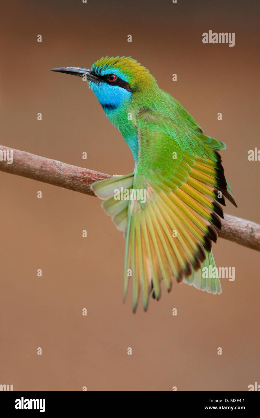 Arabische Kleine Bijeneter zittend Volwassen; 1001 Green Bee-eater nach gehockt Stockfoto