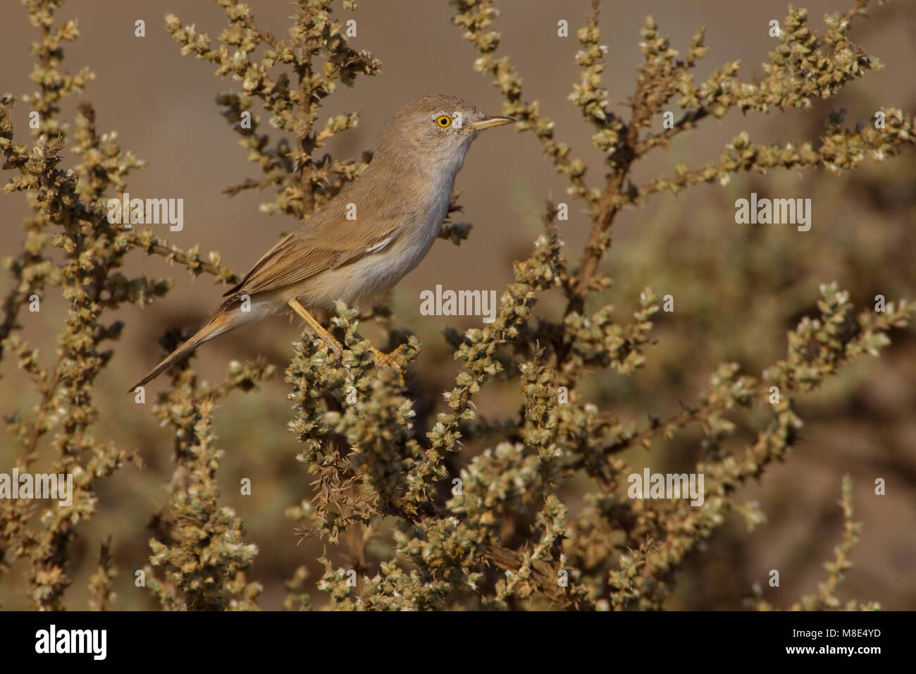 Woestijngrasmus in Lage struikjes Asiatische Wüste Warbler ist niedrig Scheuern Stockfoto