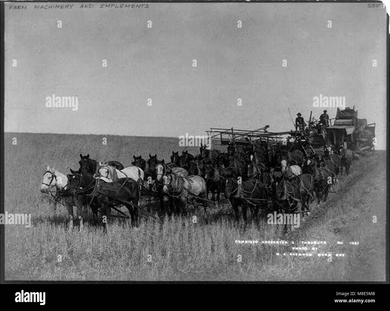 Ein kombinierter Mähdrescher und Drescher, der von einem großen Team von Pferden gezogen wurde und die frühen landwirtschaftlichen Maschinen in Aktion demonstriert. Stockfoto