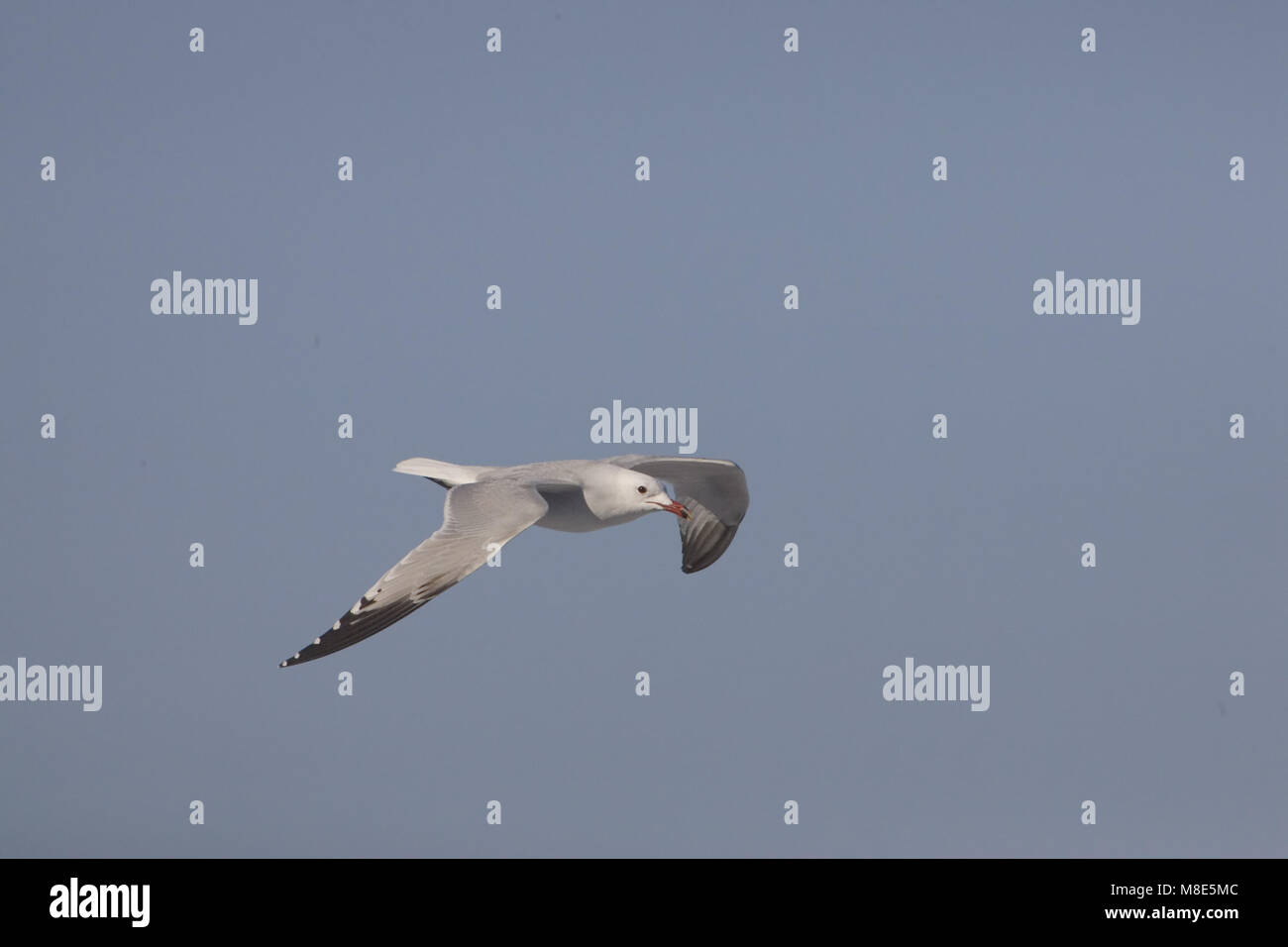 Audouins Möwe fliegen; Audouins Meeuw vliegend Stockfoto