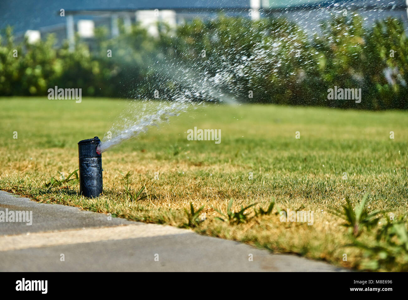 Morgendliche Bewässerung des Rasens mit automatischem Bewässerungssystem. Intelligente Rasensprinkleranlage. Nahaufnahme Stockfoto