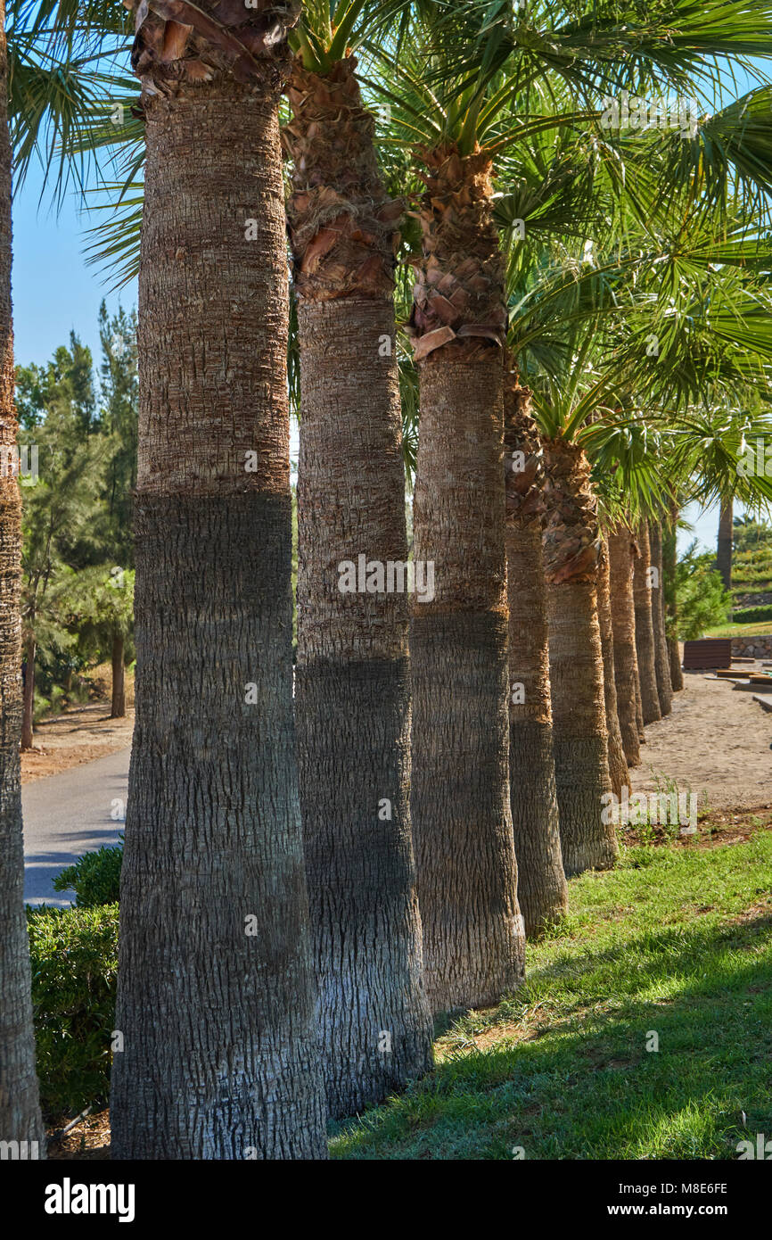 Dicke Stämme der Palmen entlang der Straße wächst Stockfotografie - Alamy