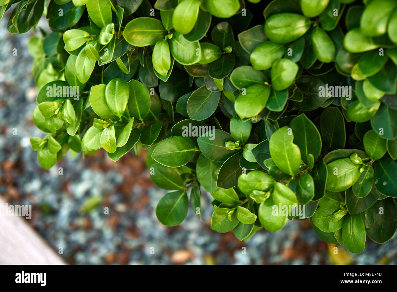 Buxus sempervirens. Frischer grüner Buxus hinterlässt Nahaufnahme als Hintergrund. Natürliches Muster, natürliche Textur Stockfoto