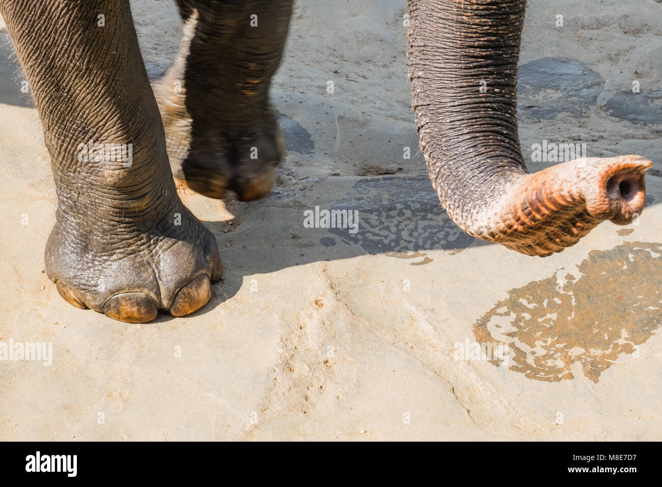 Close-up großen Asiatischen Elefanten Fuß- und Kofferraum. Erstaunliche Tiere in der freien Natur von Sri Lanka Stockfoto