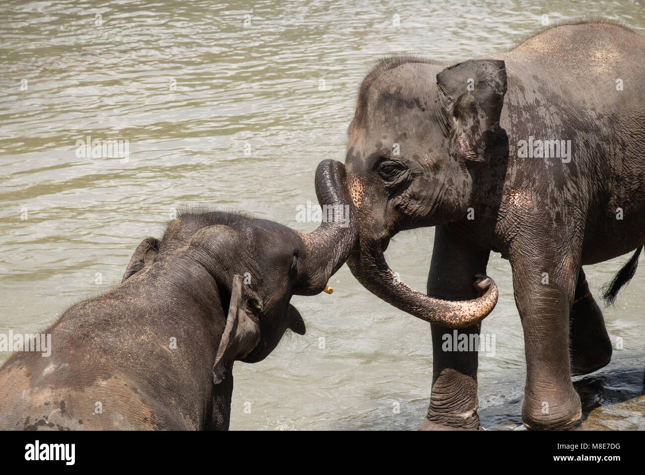 Großen Asiatischen Elefanten entspannen, baden und die Kreuzung tropischen Fluss. Erstaunliche Tiere in der freien Natur von Sri Lanka Stockfoto