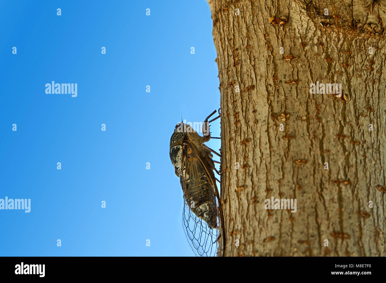 Große Heuschrecken auf den Stamm eines Baumes Stockfoto