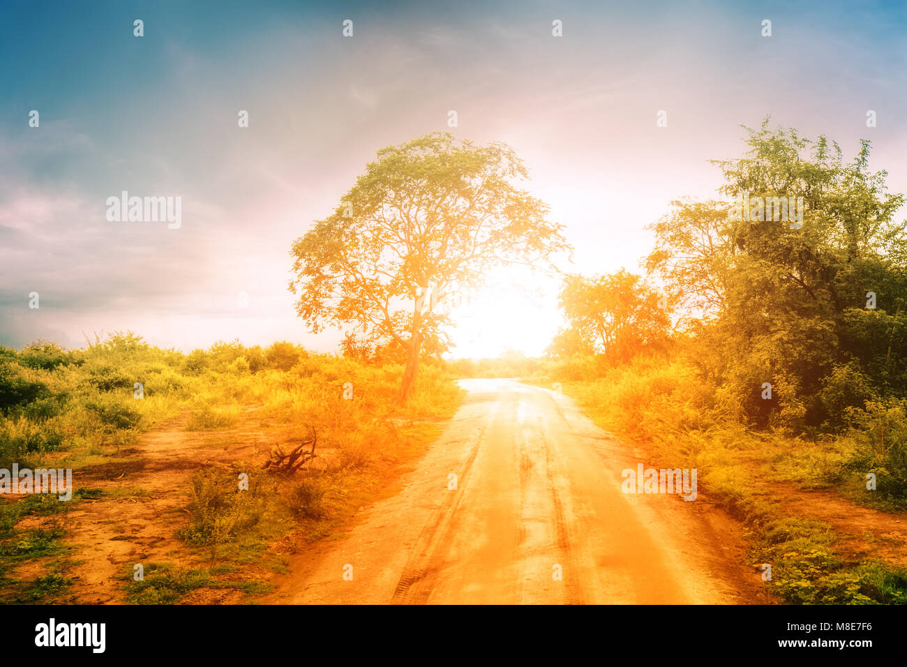 Leere Straße durch Savannenlandschaft unter Sonnenuntergang Himmel in Udawalawe National Park. Sri Lanka Stockfoto