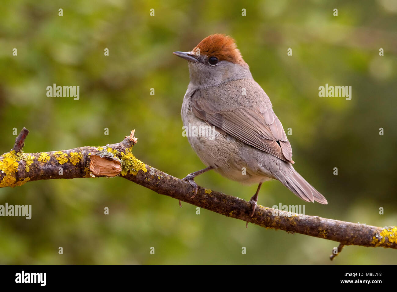 Vrouwtje Zwartkop in zit; Weiblicher eurasischen Mönchsgrasmücke gehockt Stockfoto