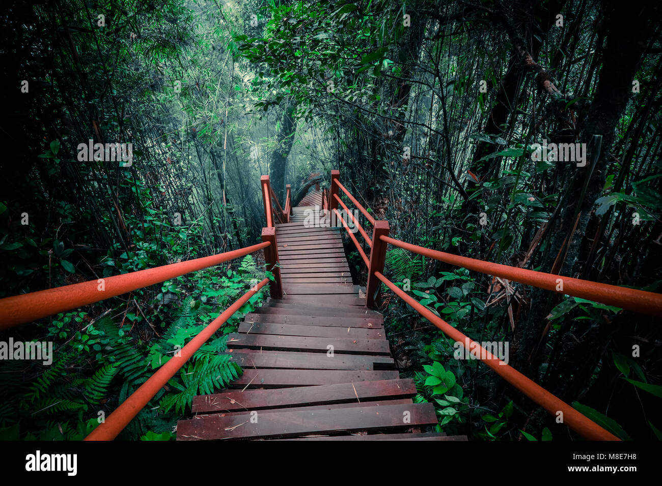 Geheimnisvolle Landschaft des nebligen Wald mit Holzbrücke führt durch dichten Laub. Surreale Schönheit der exotischen Bäume, Dickicht von Sträuchern im Tropical jung Stockfoto