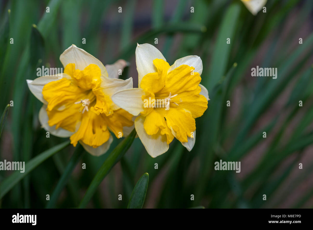 "Chanterelle" Schmetterling Narzisse, Påsklilja (Narcissus pseudonarcissus) Stockfoto