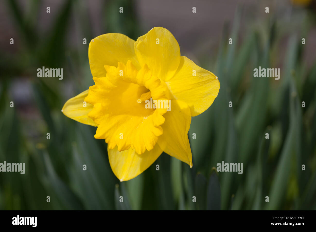 'Carlton' Wilden Narzisse, Påsklilja (Narcissus pseudonarcissus) Stockfoto