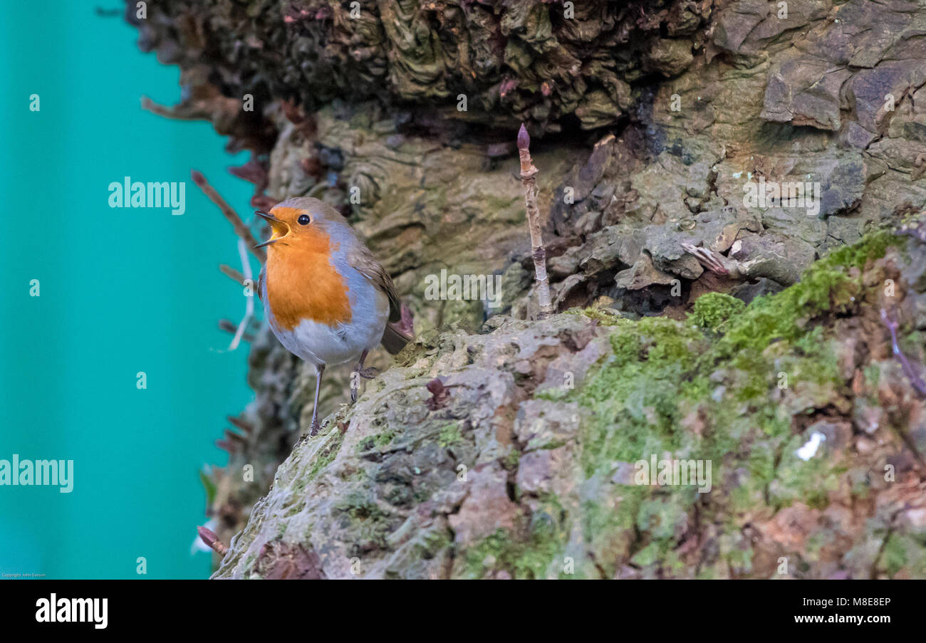 Ein Rotkehlchen singen auf einer Rosskastanie Baum, Chipping, Preston, Lancashire. Großbritannien Stockfoto